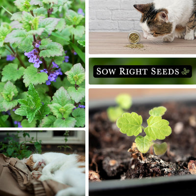 catnip flowers, crushed catnip with cat, happy cat, seedling