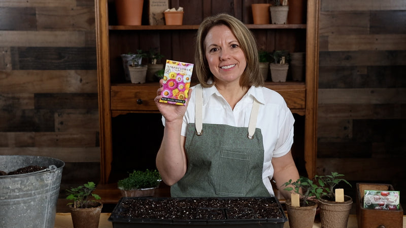 tall mixed strawflower product video why you should grow strawflower seeds sow right seeds video media